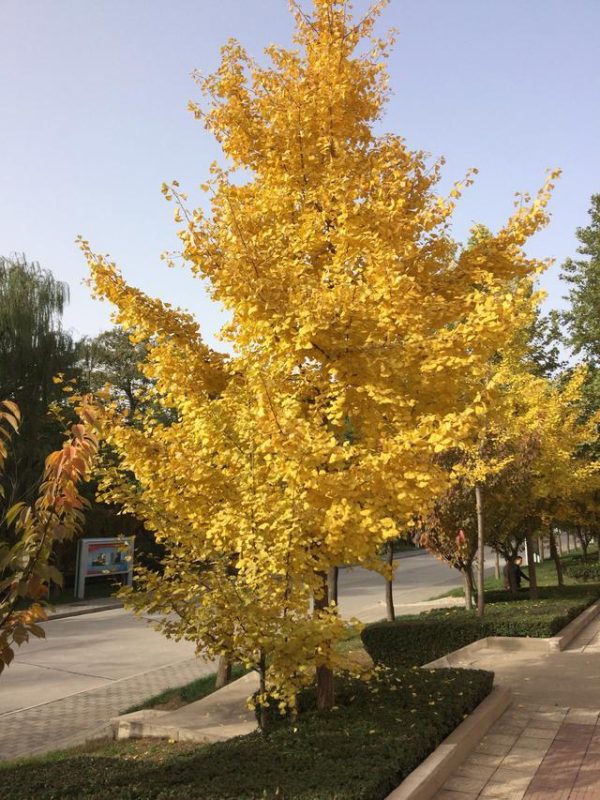 《战友联盟》章程下载-战友联盟