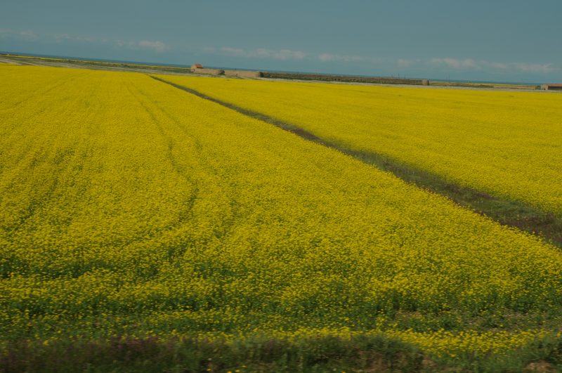 招聘信息发布：潍柴-战友联盟